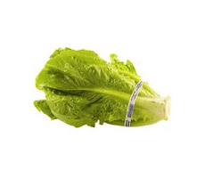 Organic Firm Fresh White Lettuce
