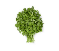 Fresh Cilantro